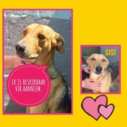 Up for Adoption: Sisi