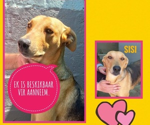 Up for Adoption: Sisi