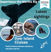 Next Dyer Island Marine Big 5 Tour: 27 October 2022
