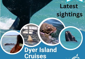 Next Dyer Island Marine Big 5 Tour: 27 October 2022