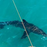 Shark Cage Diving - White Shark Projects - Xplorio™ Gansbaai