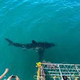 Shark Cage Diving - White Shark Projects - Xplorio™ Gansbaai