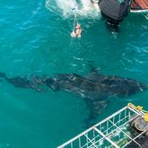 Shark Cage Diving - White Shark Projects - Xplorio™ Gansbaai