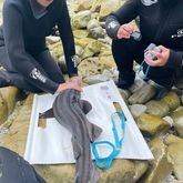 Shark - White Shark Projects - Xplorio™ Gansbaai