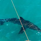 Sharks - White Shark Projects - Xplorio™ Gansbaai Sharks - White Shark Projects - Xplorio™ Gansbaai