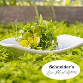 Schneider’s Cape Floral Kitchen - Xplorio™ Gansbaai 