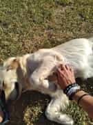 Uitspan Kennels in Bredasdorp