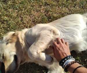Uitspan Kennels in Bredasdorp