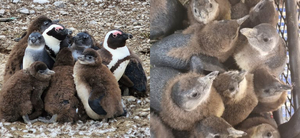 Help Rescue, Feed and Rehabilitate African Penguin Chicks