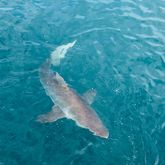 Sharks in Gansbaai - White Shark Projects - Xplorio™ Gansbaai