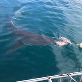 Sharks in Gansbaai - White Shark Projects - Xplorio™ Gansbaai