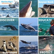 Next Dyer Island Marine Big 5 Tour: 17 November 2022