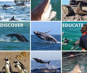 West Coast Rock Lobster Season 2023 / 2024