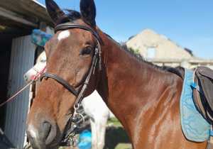 Explore Baardskeerdersbos by Horseback