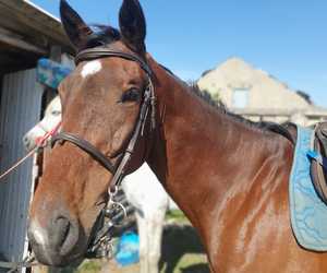 Explore Baardskeerdersbos by Horseback