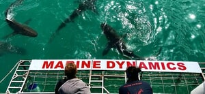 Next Marine Dynamics Shark Cage Diving Trip: 18 November 2022