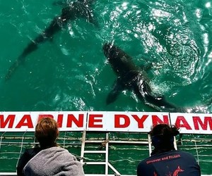 Next Marine Dynamics Shark Cage Diving Trip: 18 November 2022