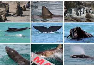 Next Dyer Island Marine Big 5 Tour: 18 November 2022