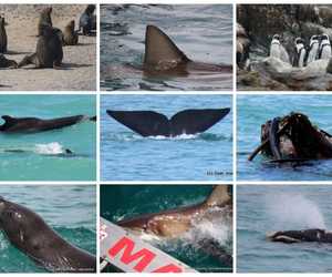 Next Dyer Island Marine Big 5 Tour: 18 November 2022