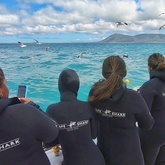 Cape Shark Adventures - Xplorio™ Gansbaai 