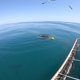 Cape Shark Adventures - Xplorio™ Gansbaai 