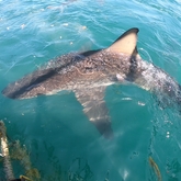 Cape Shark Adventures - Xplorio™ Gansbaai 