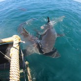 Cape Shark Adventures - Xplorio™ Gansbaai 