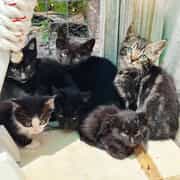 Cats and Kittens for Adoption