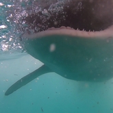 Cape Shark Adventures - Xplorio™ Gansbaai 