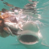 Cape Shark Adventures - Xplorio™ Gansbaai 