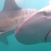 Cape Shark Adventures - Xplorio™ Gansbaai 