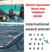Next Marine Dynamics Shark Cage Diving Trip: 29 November 2022