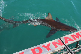 Next Marine Dynamics Shark Cage Diving Trip: 30 November 2022