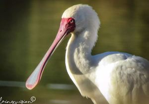 In-house talent sees De Hoop through his own Lens