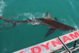 Daily Blog: 28 November 2022 | Shark Cage Diving in South Africa