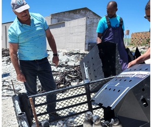 Endangered Penguins Released Back On Dyer Island