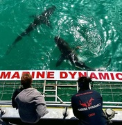 Next Marine Dynamics Shark Cage Diving Trip: 1 December 2022