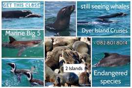 Next Dyer Island Marine Big 5 Tour: 1 December 2022