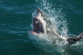 Things to Do in Gansbaai