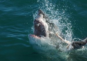 Things to Do in Gansbaai