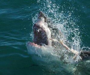 Things to Do in Gansbaai