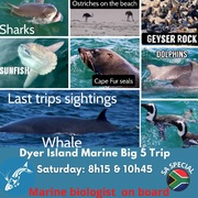 Next Dyer Island Marine Big 5 Tour: 3 December 2022