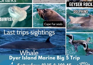 Next Dyer Island Marine Big 5 Tour: 3 December 2022