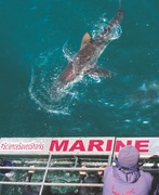 Marine Dynamics Shark Tours - Summer Special for SA Locals