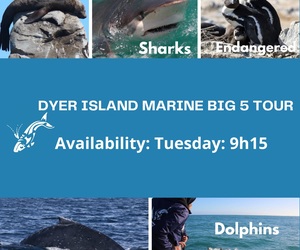 Next Dyer Island Marine Big 5 Tour: 6 December 2022