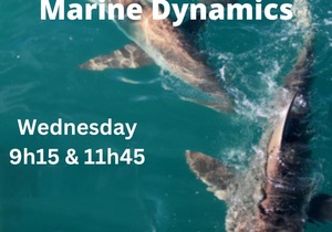 Next Marine Dynamics Shark Cage Diving Trip: 7 December 2022