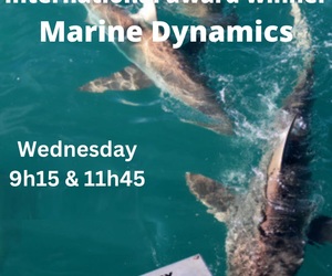 Next Marine Dynamics Shark Cage Diving Trip: 7 December 2022