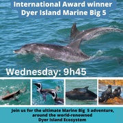Next Dyer Island Marine Big 5 Tour: 7 December 2022