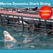Next Marine Dynamics Shark Cage Diving Trip: 8 December 2022
