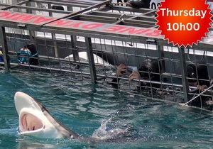 Next Marine Dynamics Shark Cage Diving Trip: 8 December 2022